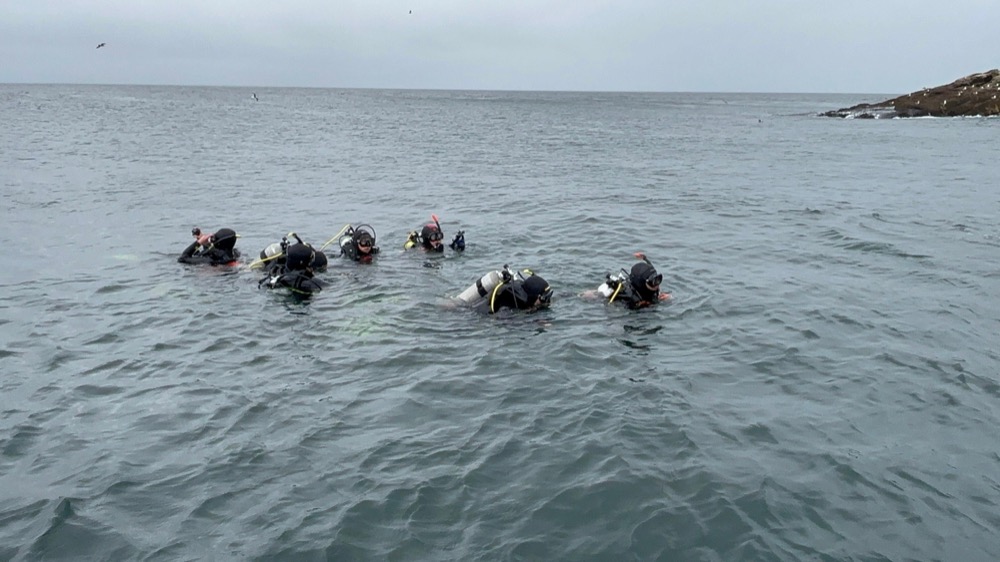 Grupo de buzos junto a colonia de lobos marinos en la Península de Hualpén